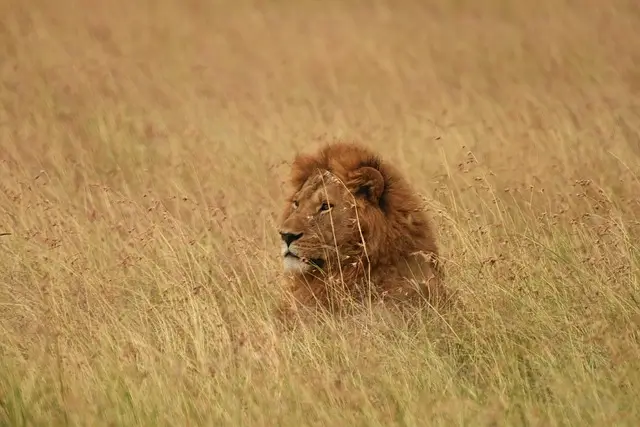 A lion lounging in tall grass, embodying the essence of wildlife in its natural environment.