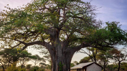 Baobab Tented Camp