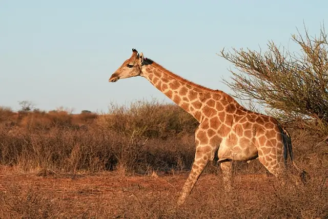A giraffe moves through a field, with a tree behind it, emphasizing its height and the natural environment it inhabits.