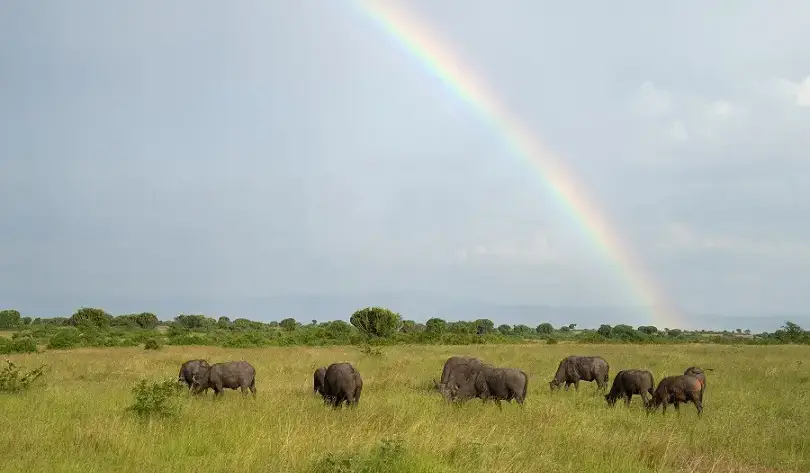 Elephants graze beneath a colorful rainbow in the sky, captured during a rainy season safari.