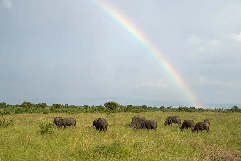 Elephants graze beneath a colorful rainbow in the sky, captured during a rainy season safari.