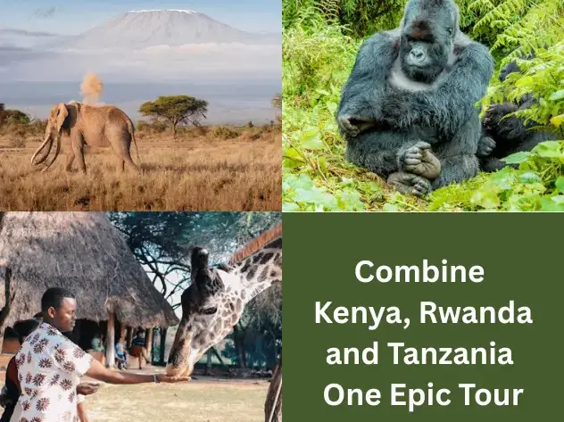 A scenic collage showcasing highlights from an epic tour of Kenya, Tanzania, and Rwanda.