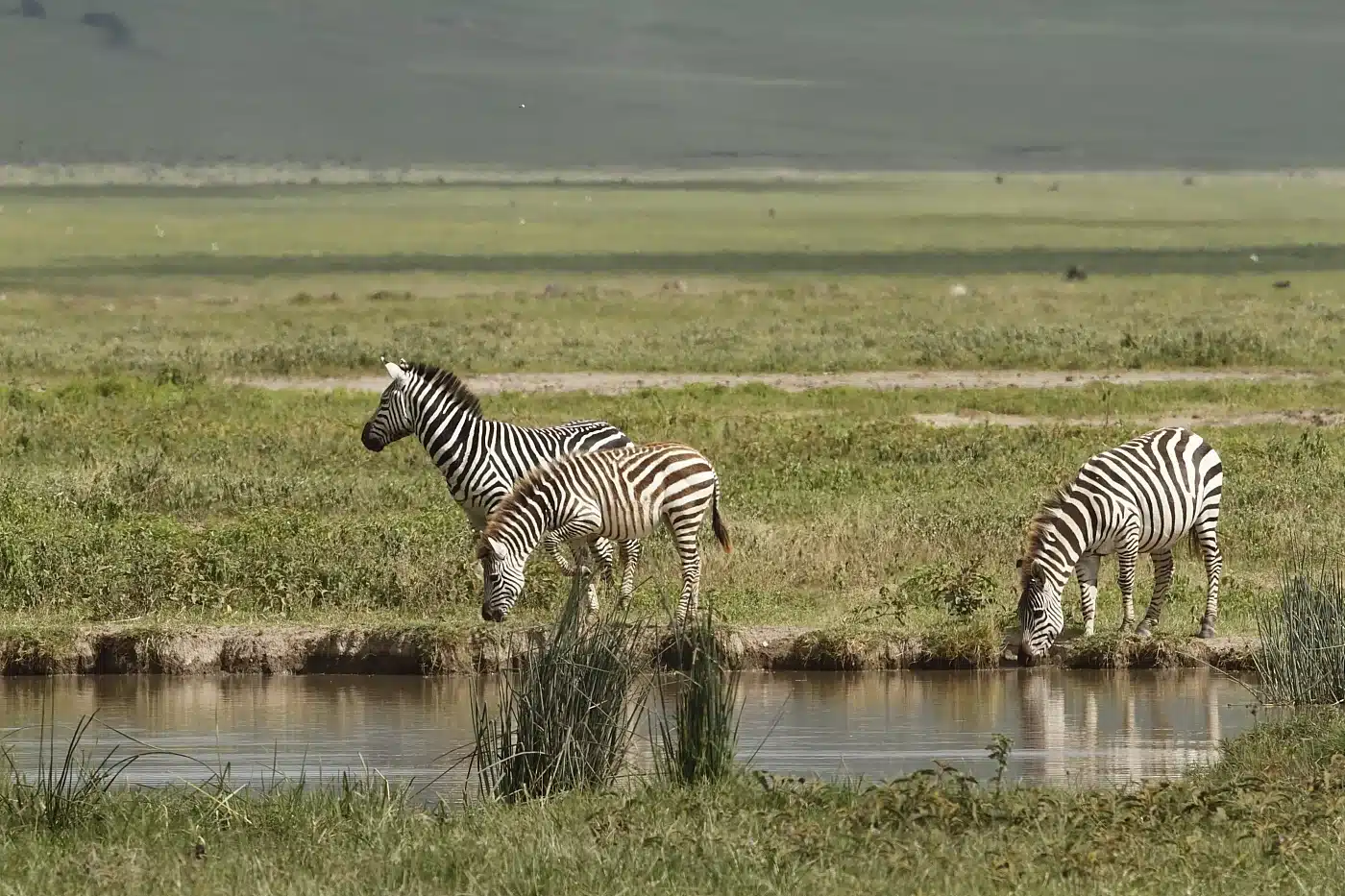 Zebras during a safari in Ngorongoro Crater Tanzania