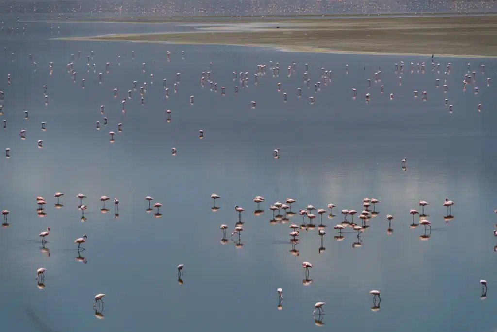 Lake Natron and Flamingos