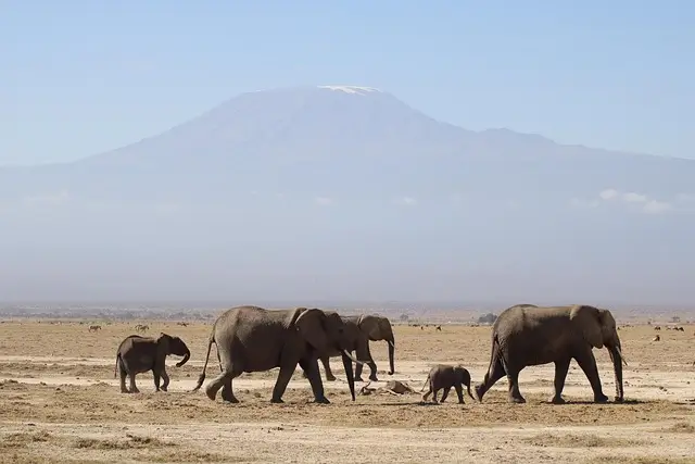 A group of elephants, including calves, walk across a dry plain with a large snow-capped mountain in the background.