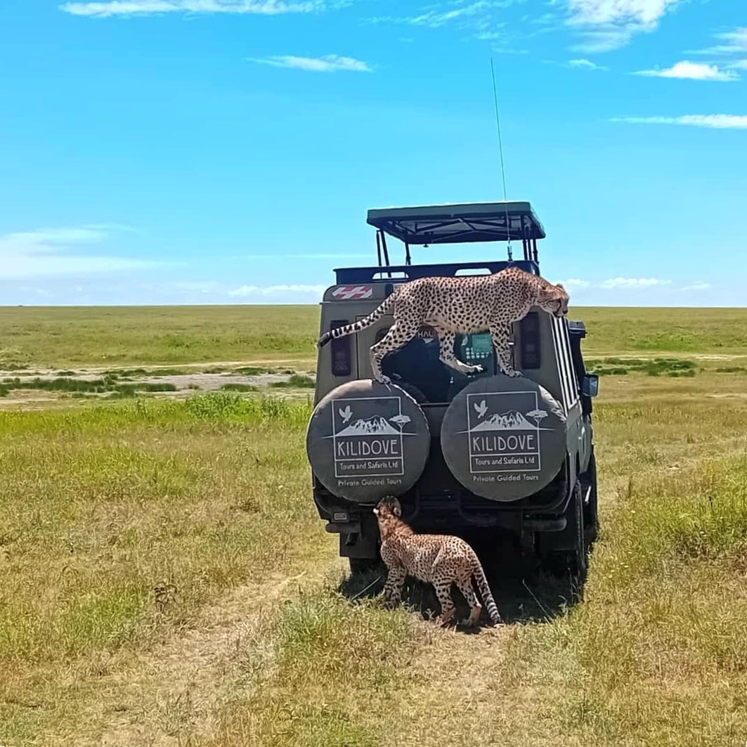 Dos guepardos en un jeep de Kilidove Tours