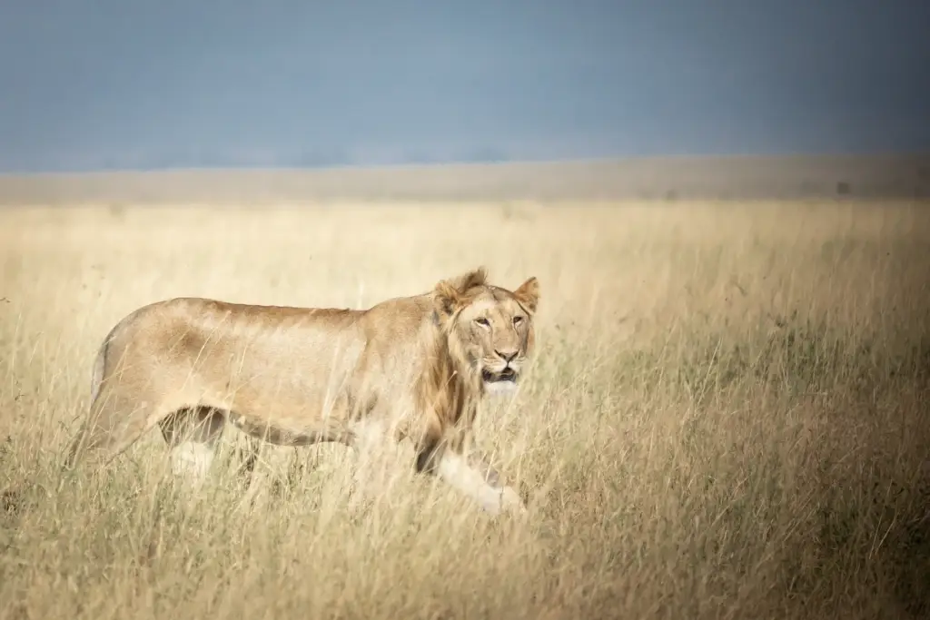 Lion male in Serengeti  plain
