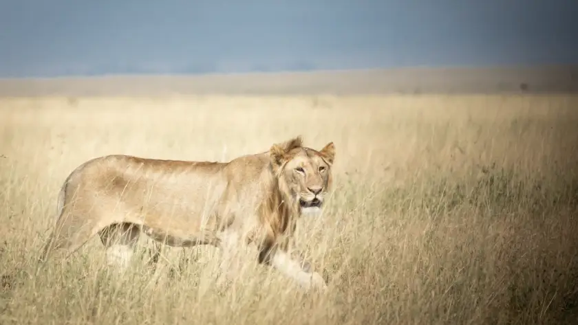 Lion male in Serengeti  plain