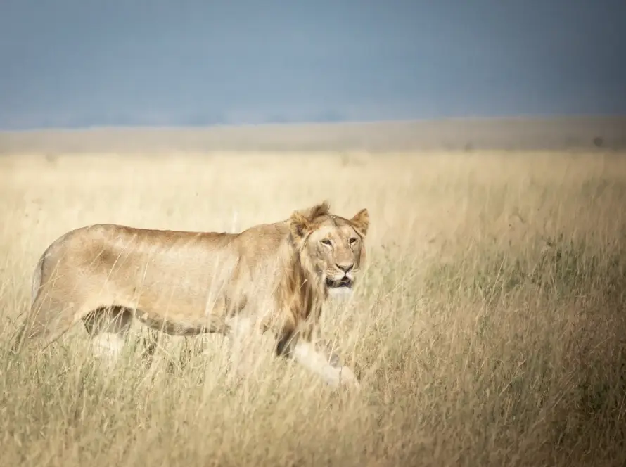Lion male in Serengeti  plain