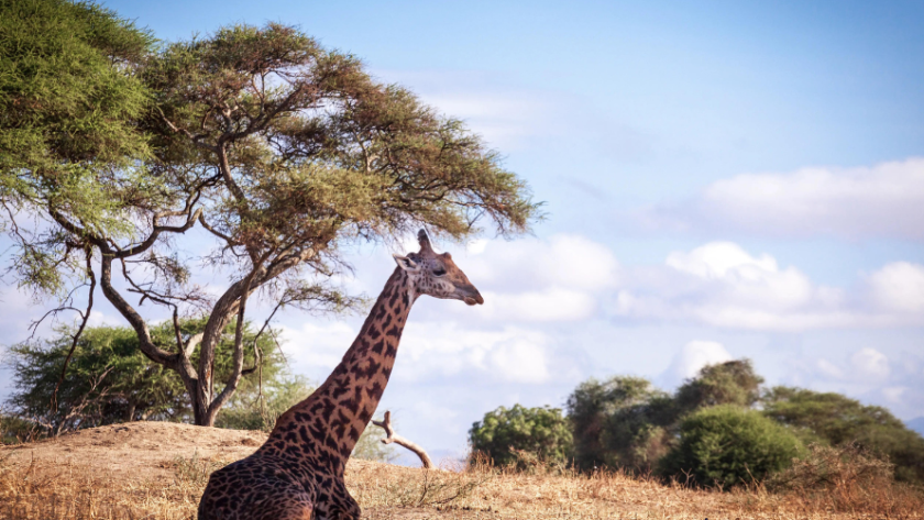 A giraffe sitting in a dry field, surrounded by grass, highlighting the wildlife experience in Maasai Mara.