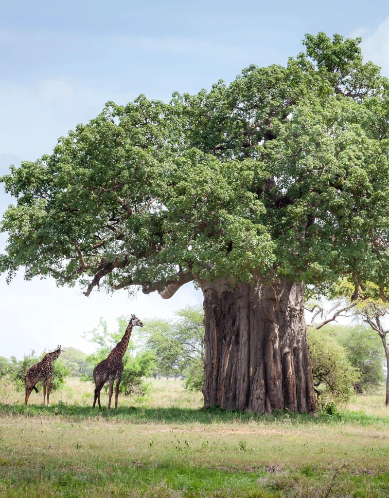 Baobab Trees and giraffe in Tarangire