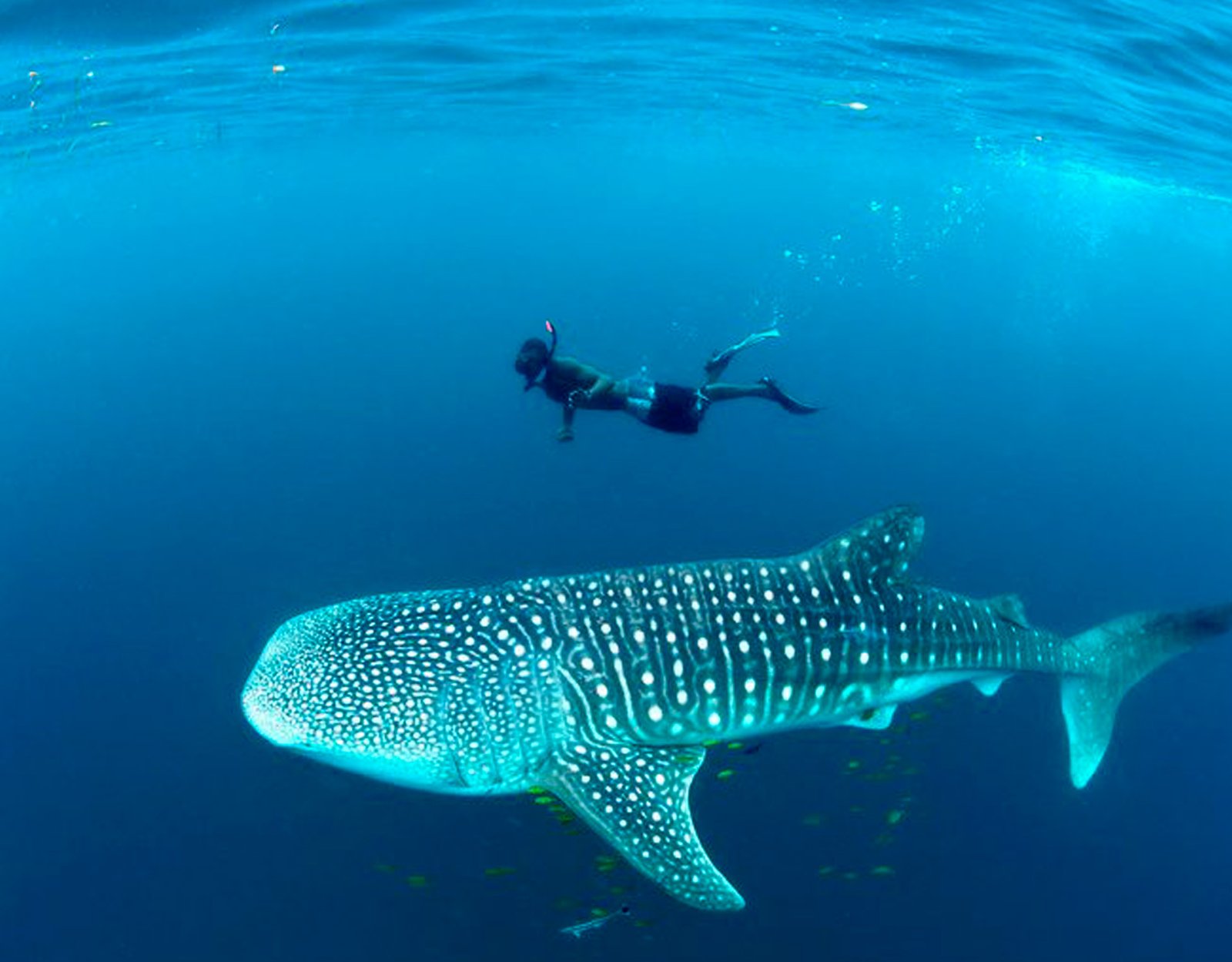 Diver swimming near a large whale shark underwater in Mafia Island