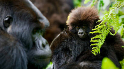 10 Days Rwanda and Tanzania Safari