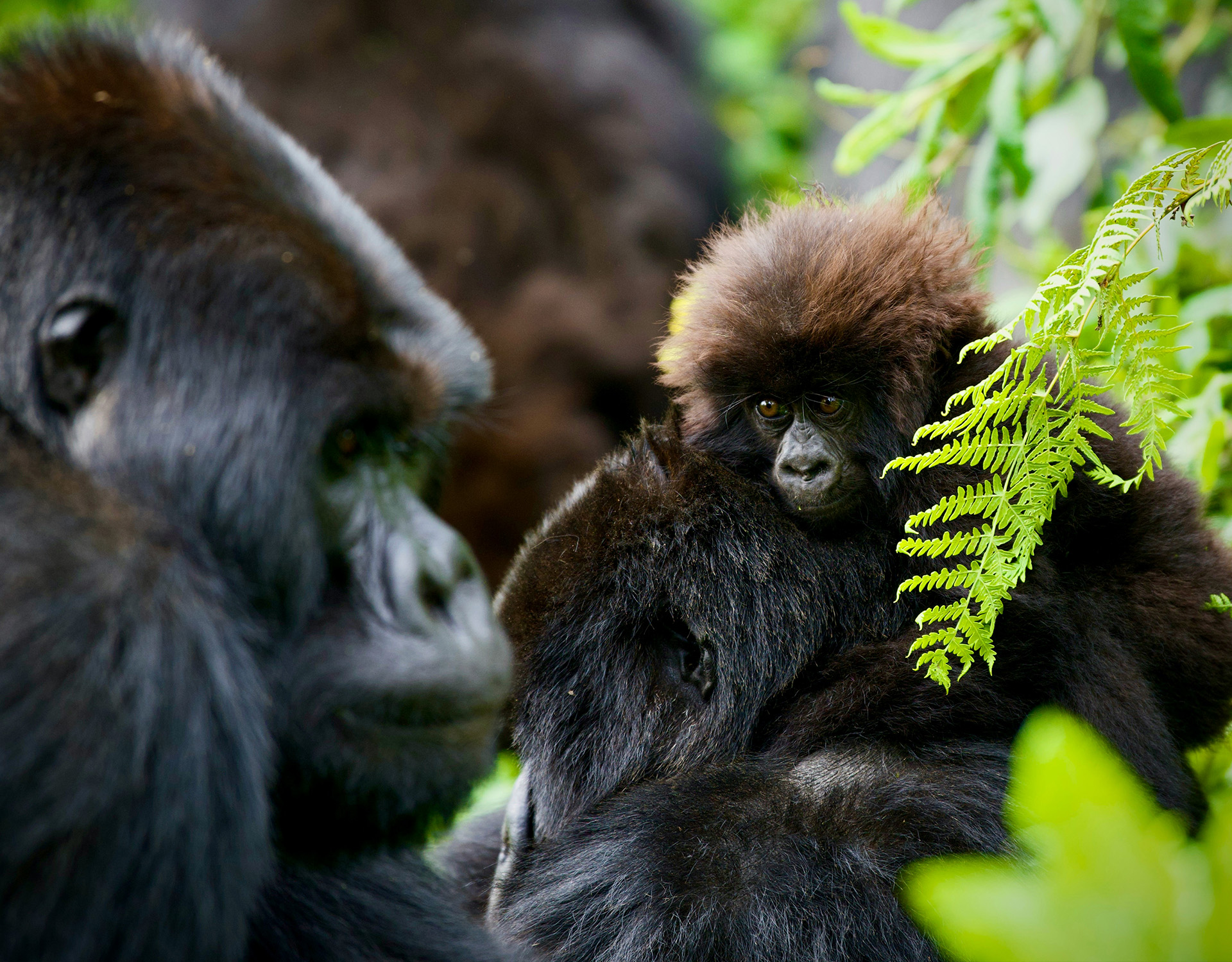 10 Days Gorilla Rwanda & Tanzania Great Migration Safari