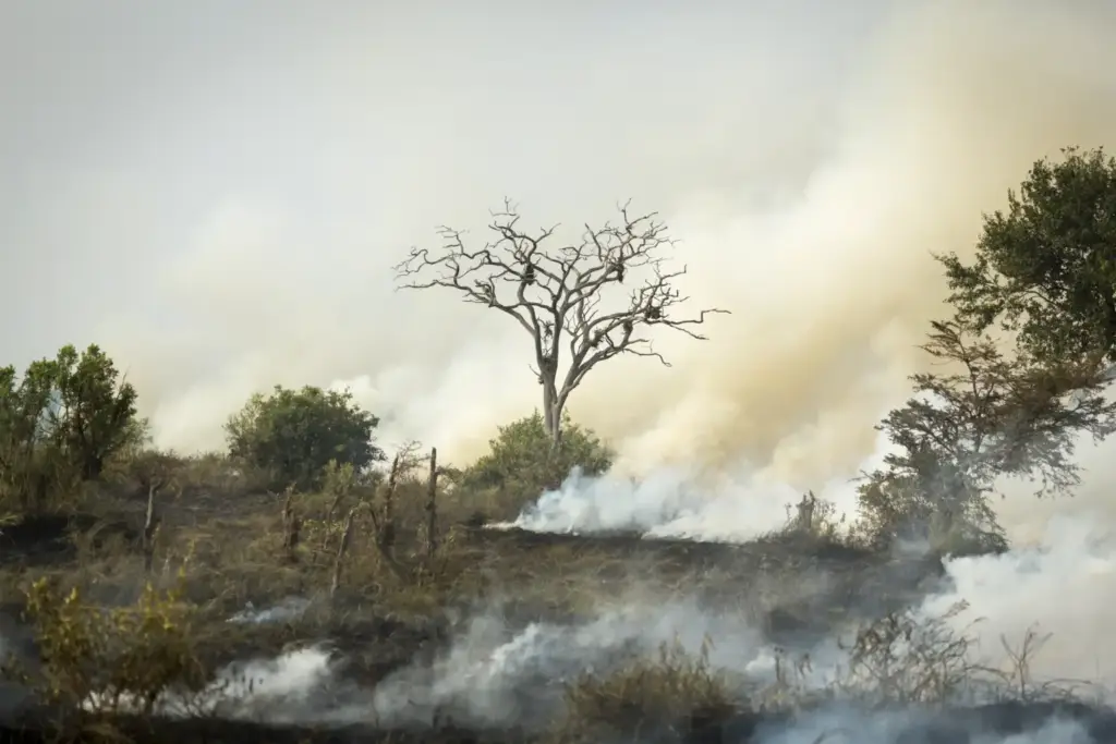 A tree engulfed in flames and smoke, illustrating the impact of wildfires in Serengeti.