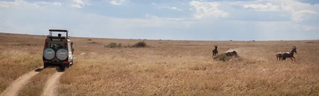 A Kilidove Tour vehicle drives through a field with animals during a 4 days Tanzania safari, showcasing wildlife in their natural habitat.