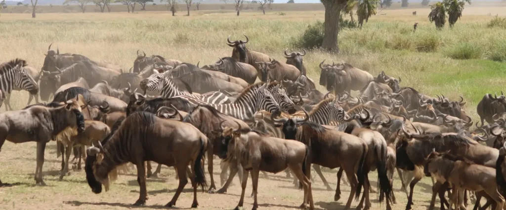 A herd of wildebeest grazing in the savannah during a 7-day Tanzania safari adventure.