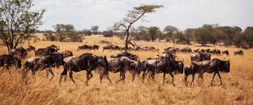 A herd of wildebeest traversing a field during the 9 days Great Migration safari in Tanzania.