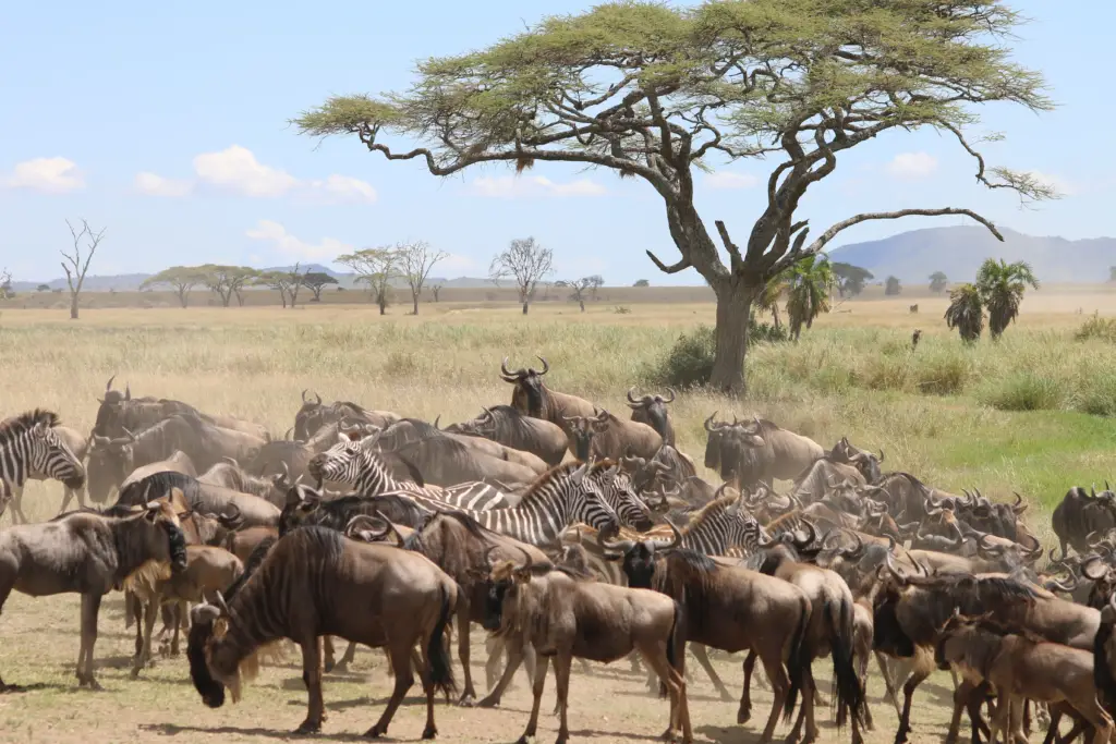 Great migration at a waterhole