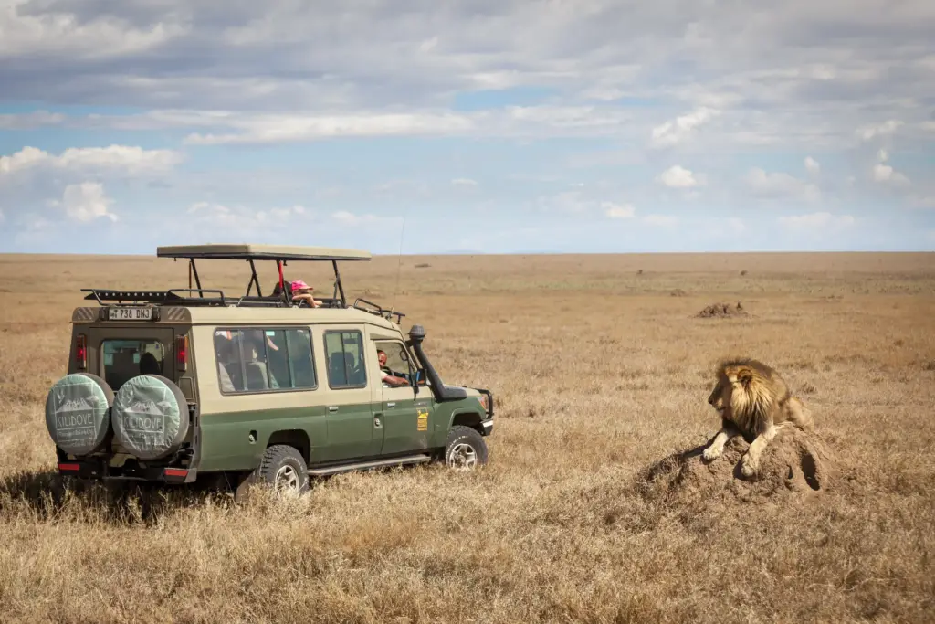 Un leone in Tanzania guarda il veicolo turistico di Kilidove Tours durante il tour safari africano