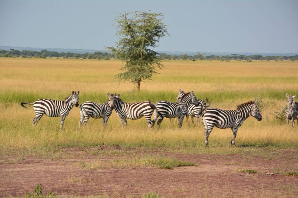 A herd of zebras grazing in tall grass during the 9 Days Great Migration Safari in Tanzania.