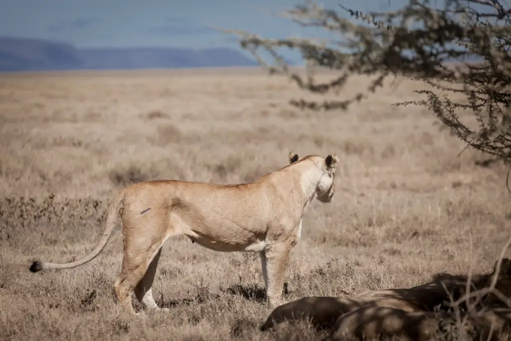 A lioness in profile on a savanna, looking out into the distance - Captured during 13 days safari trip to tanzania and Zanzibar
