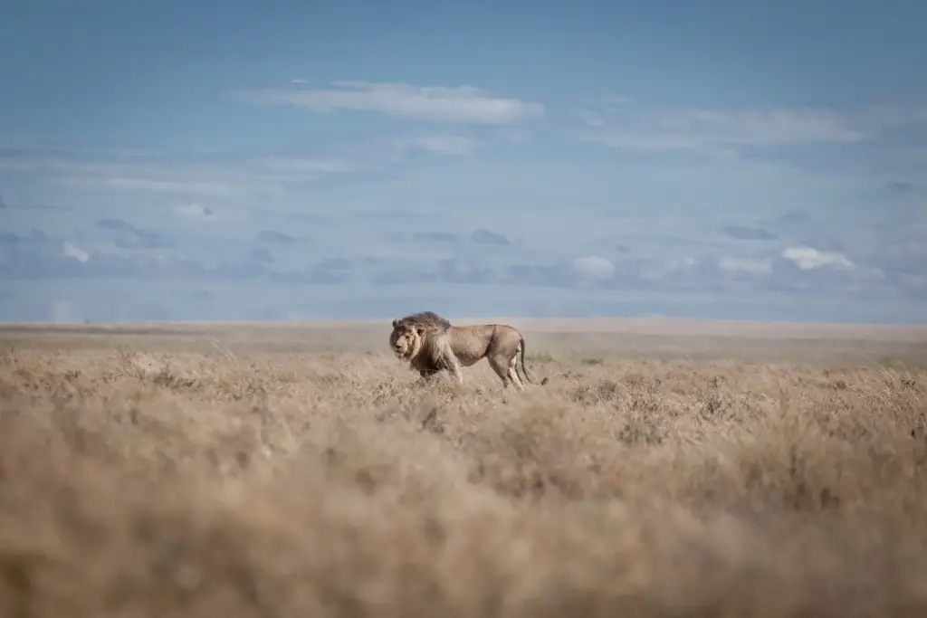 Male Lion Roaming in the Grassland during a Safari