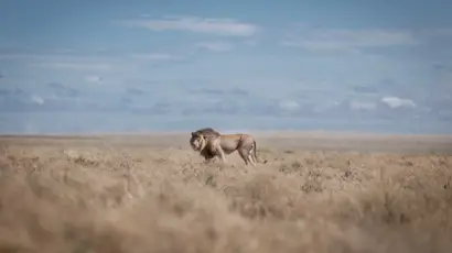 12 days Honeymoon Tanzania Safari and Zanzibar Beach