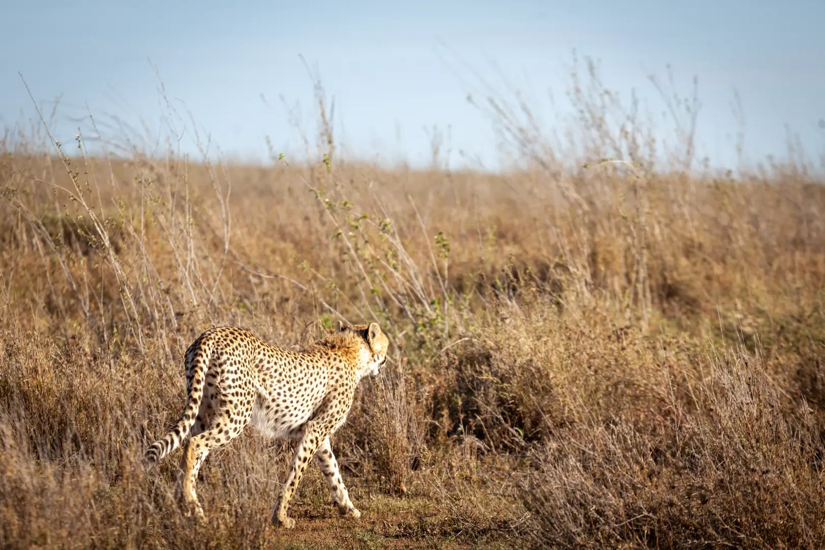 A cheetah walking through tall grass in Tanzania Africa