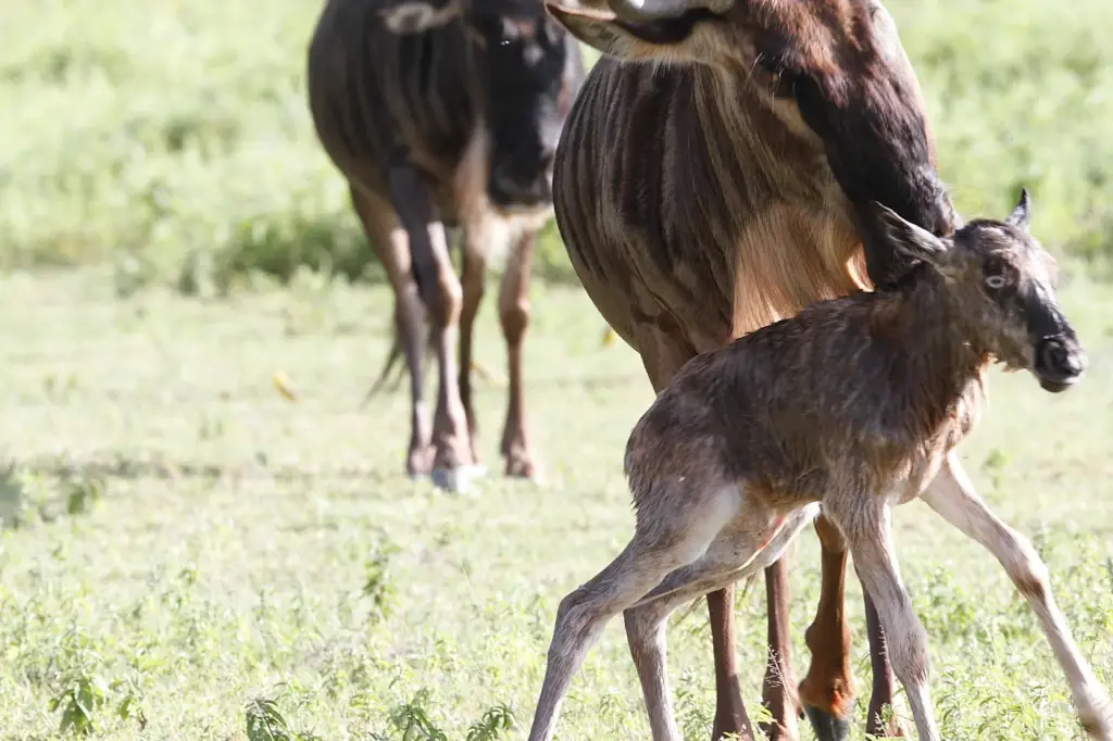 Cucciolo di gnu appena nato che muove i primi passi nella vita. Grande Migrazione a Ndutu