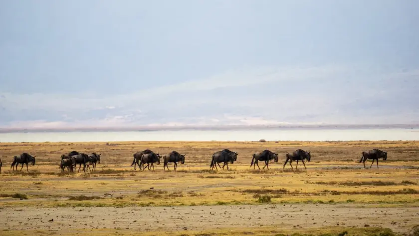 Wildeest during dry season in the Ngorongoro Crater