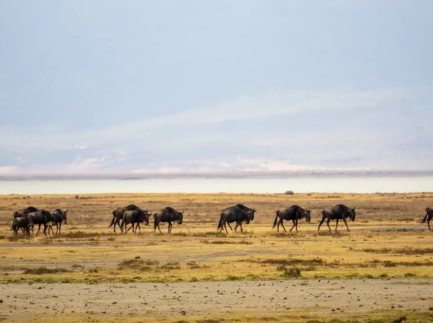 Wildeest during dry season in the Ngorongoro Crater