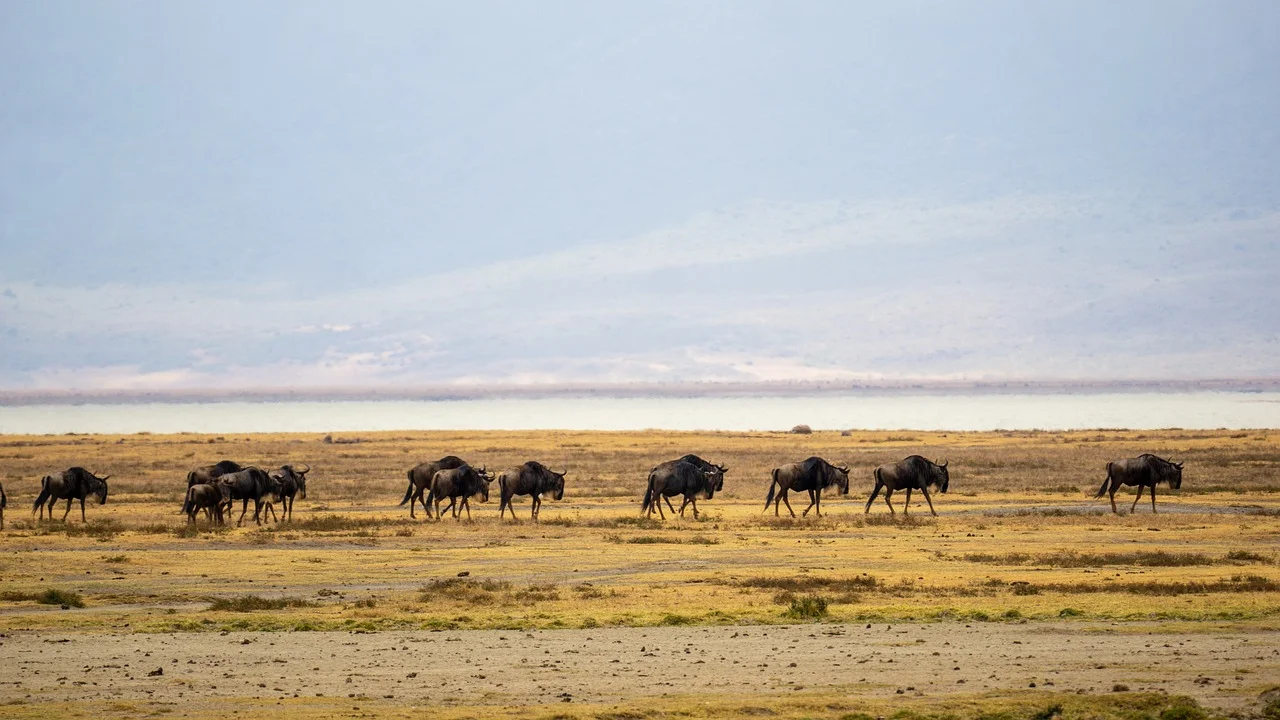 Wildeest during dry season in the Ngorongoro Crater
