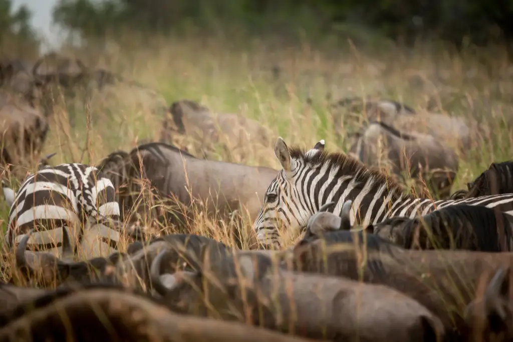 Zebra and wildebeest during migration in September