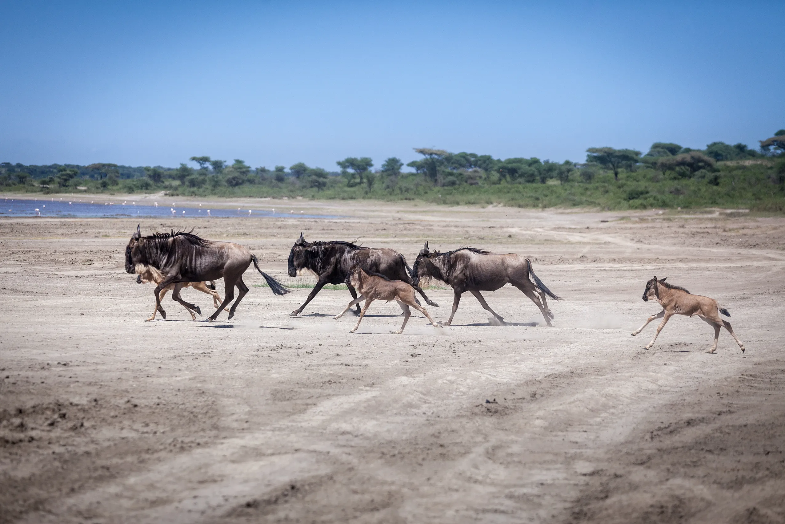 Calves Running in Serengeti's Ndutu