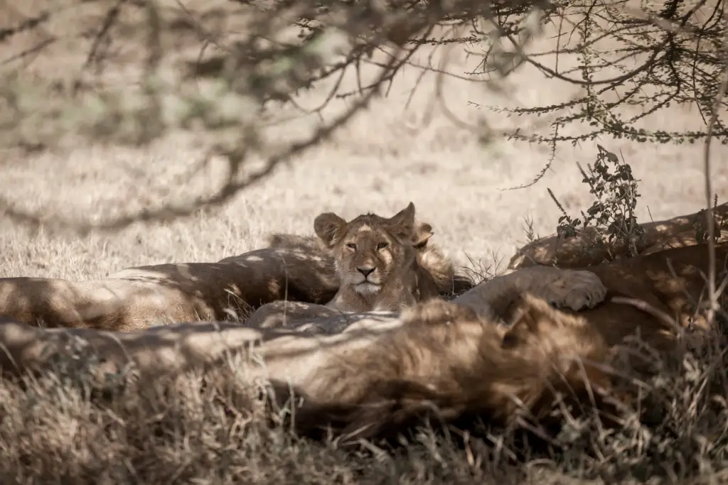 Young Male lion in the savannah during a safari
