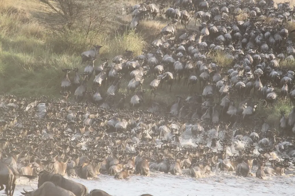 Large herd of wildebeests crossing a river during a migration.