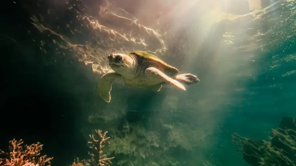 A Turtles under the blue water of zanzibar
