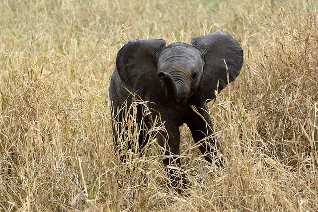 Elephant Baby in Tarangire National Park during the dry season