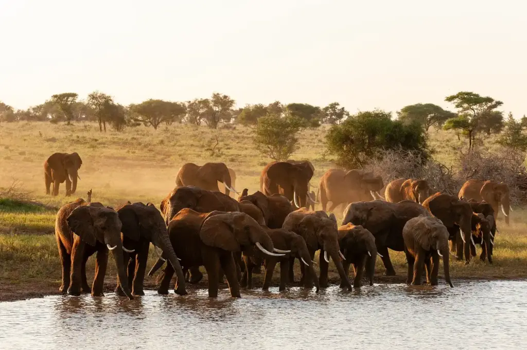 A herd of elephants grazing in Tarangire National Park, showcasing their majestic presence in the wild.