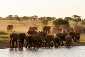 A herd of elephants grazing in Tarangire National Park, showcasing their majestic presence in the wild.