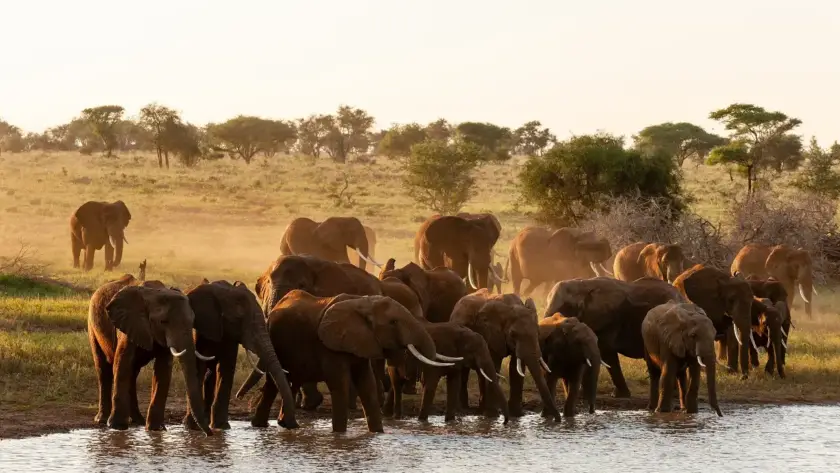A herd of elephants grazing in Tarangire National Park, showcasing their majestic presence in the wild.