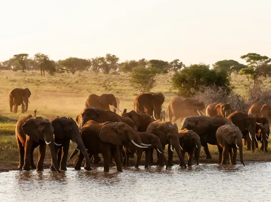 A herd of elephants grazing in Tarangire National Park, showcasing their majestic presence in the wild.