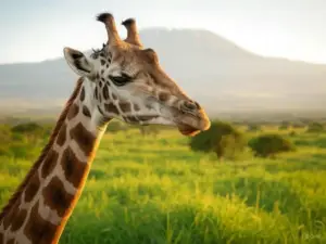 A close-up of a giraffe against a backdrop of vibrant green grass and a mountain, bathed in warm sunlight.