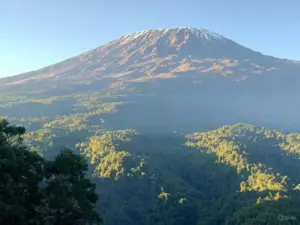 Majestic Mount Kilimanjaro rises above lush, green forests under a clear blue sky, with a dusting of snow on its summit.