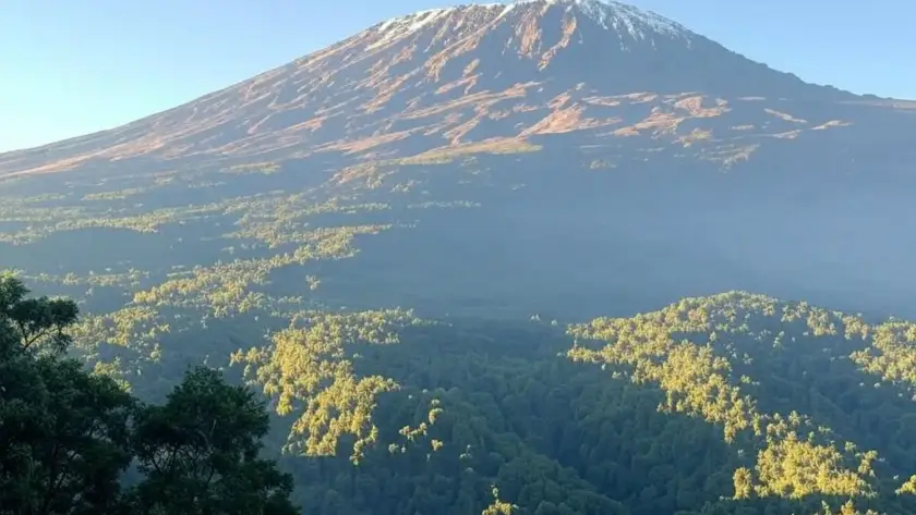 Majestic Mount Kilimanjaro rises above lush, green forests under a clear blue sky, with a dusting of snow on its summit.