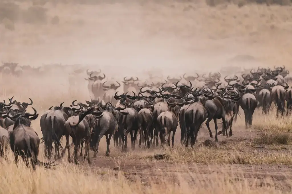 A herd of wildebeest moving through the Serengeti, showcasing the Great Migration towards the Maasai Mara.