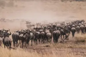Un troupeau de gnous traversant le Serengeti, illustrant la Grande Migration vers le Maasai Mara.