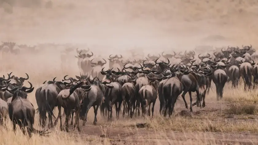 A herd of wildebeest moving through the Serengeti, showcasing the Great Migration towards the Maasai Mara.