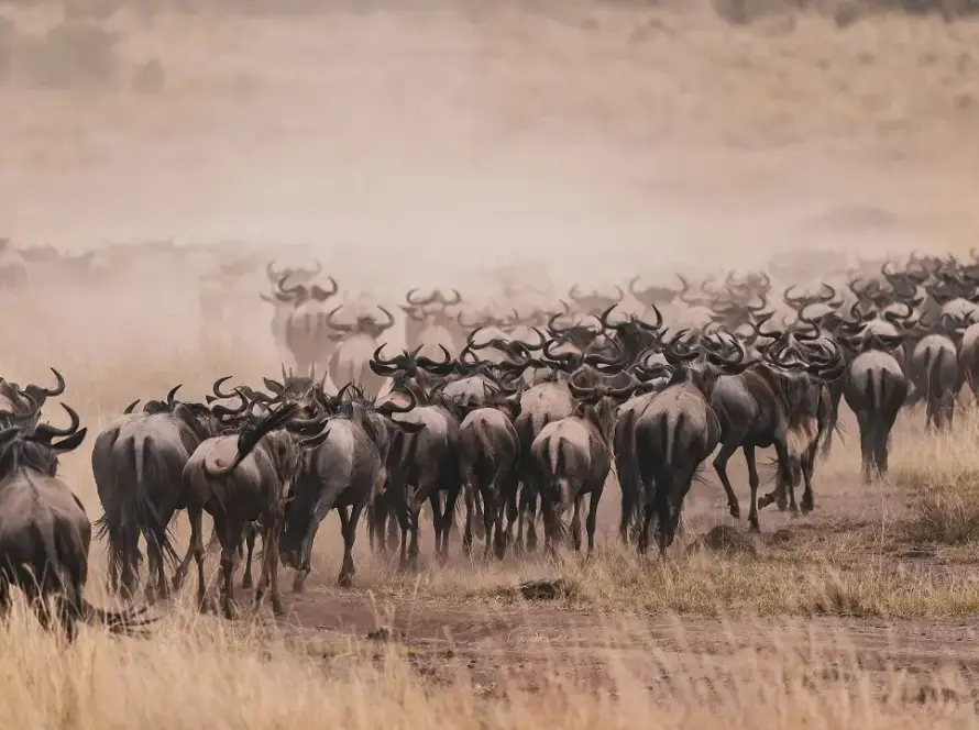 A herd of wildebeest moving through the Serengeti, showcasing the Great Migration towards the Maasai Mara.